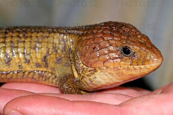 Imbricate alligator lizard