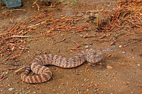 Spotted Rattlesnake