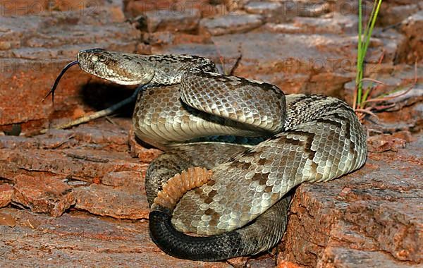 Black-tailed Rattlesnake