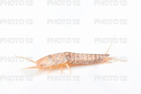 Silverfish