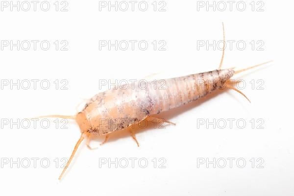 Silverfish