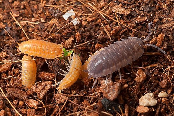 European woodlouse