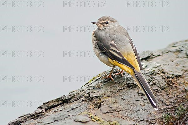 Grey Wagtail