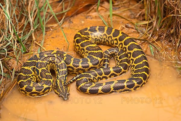 Yellow Paraguay Anaconda
