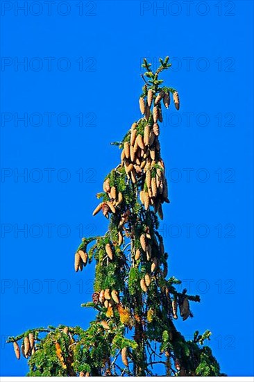 Spruce with heavy fruiting and yellowed shoots
