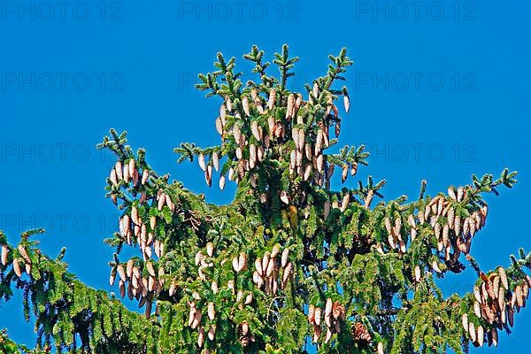 Spruce with heavy fruiting and yellowed shoots