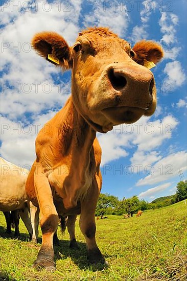 Domestic cattle