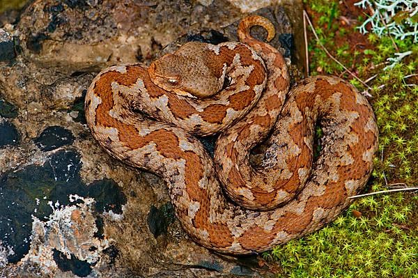 Female horned adder