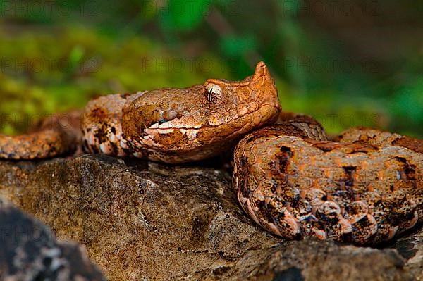 Female horned viper