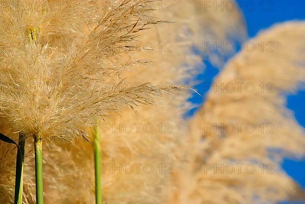 Pampas grass