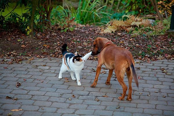 Tyrolean Bracke and domestic cat