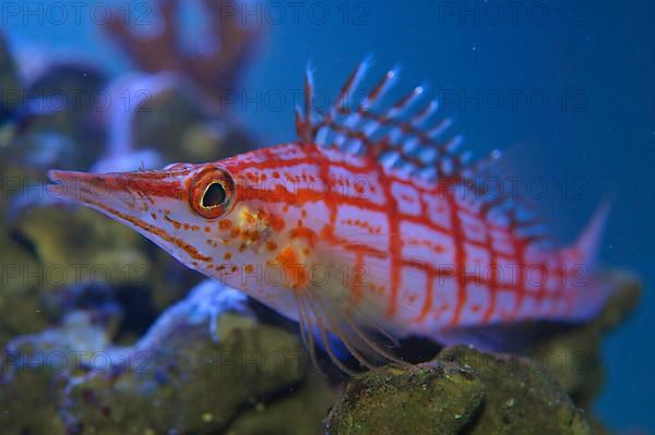 Long-snouted coral guard