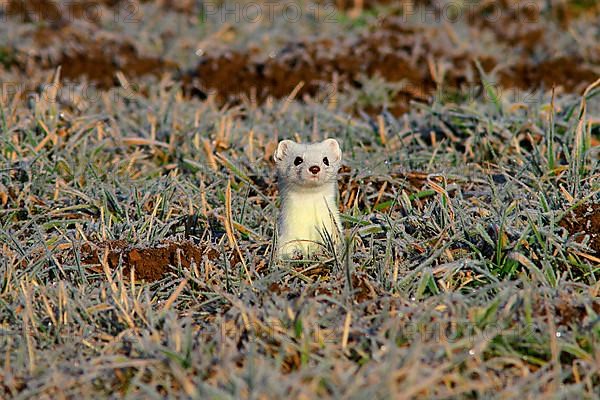 Ermine