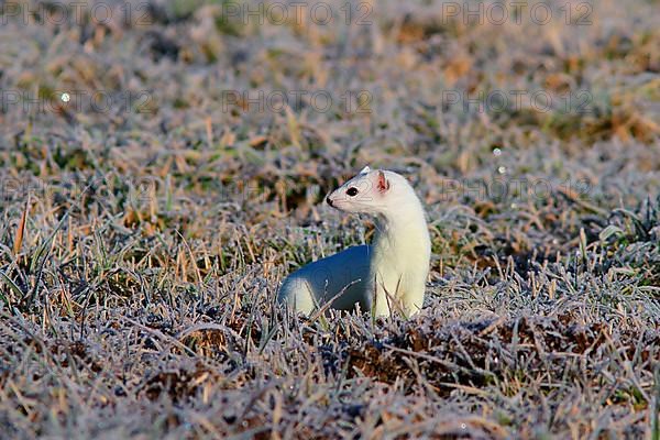 Ermine