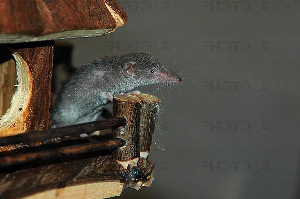 Shrew at a feeder