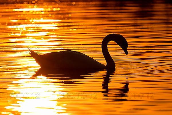 Mute Swan