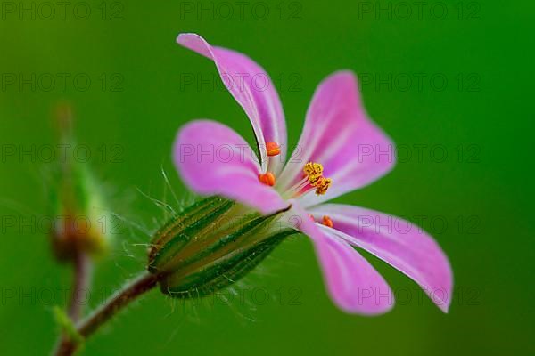 Wood Cranesbill