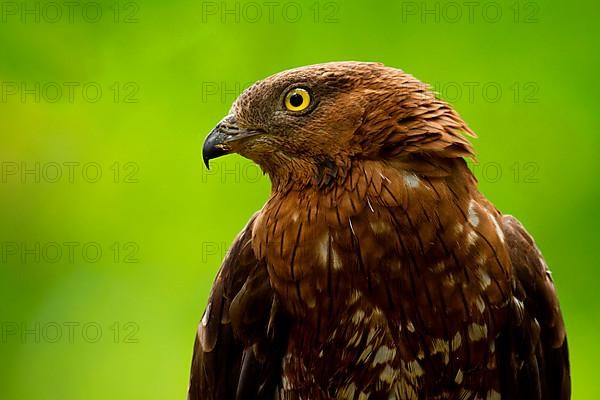 Honey buzzard