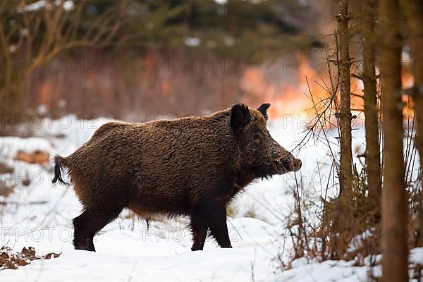 Wild boar