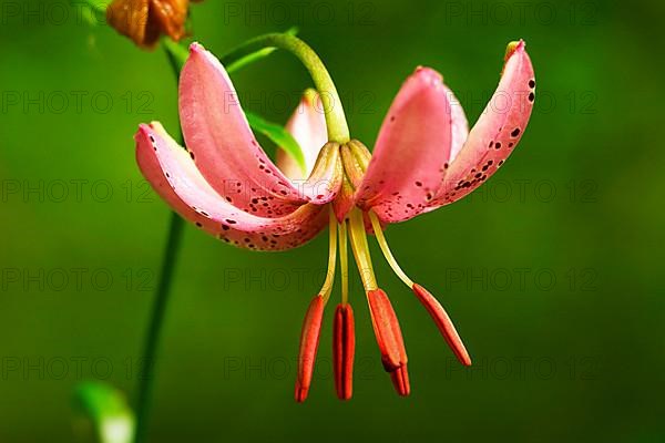 Dwarf lily