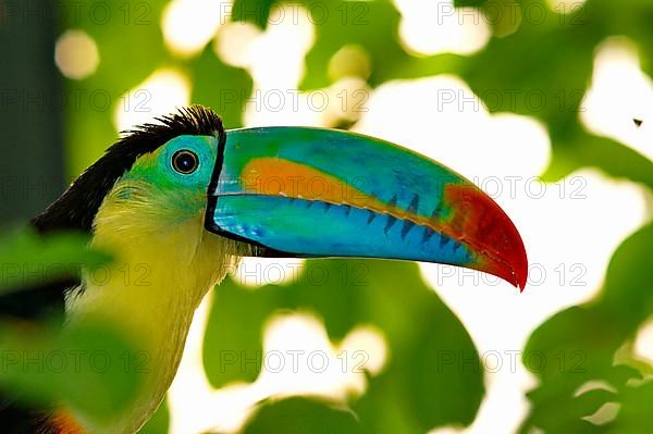 Rainbow Toucan