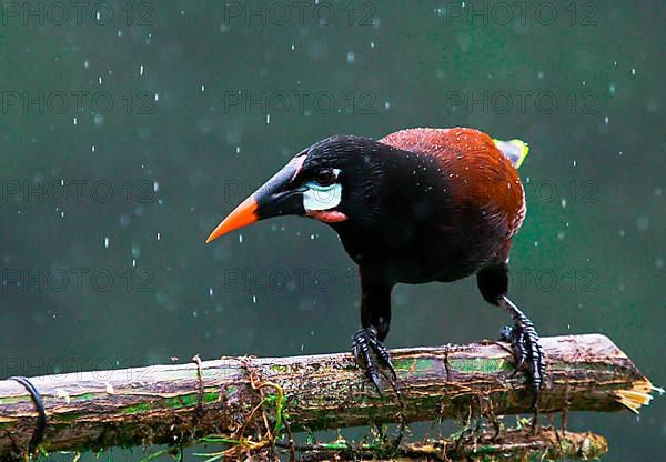 Montezuma Oropendola in the rain