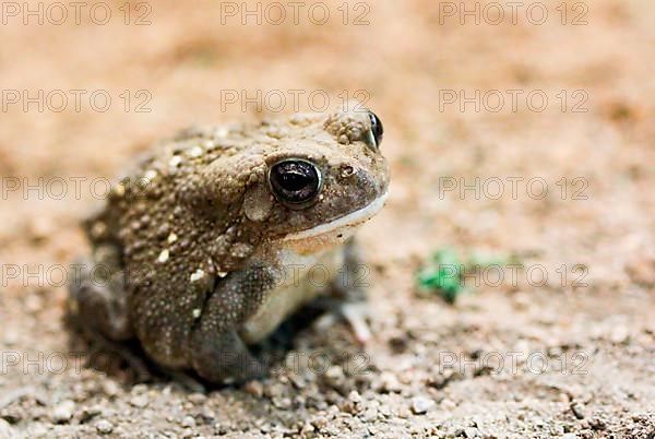 Colorado River Toad