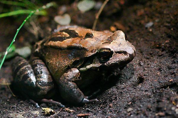 Antillean bullfrog