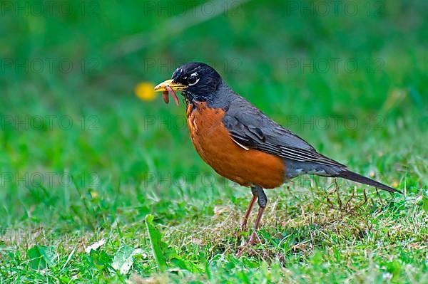 Peregrine Thrush