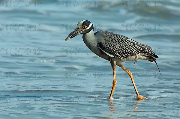 Crab Heron