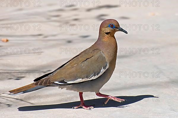 WHITE-WINGED DOVE