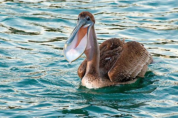 Brown Pelican