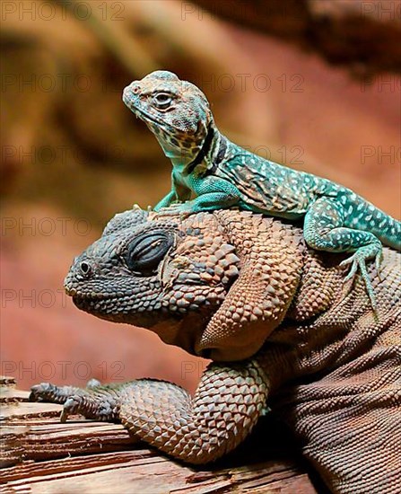 Spiny Cuckoo Walla and Collared Iguana