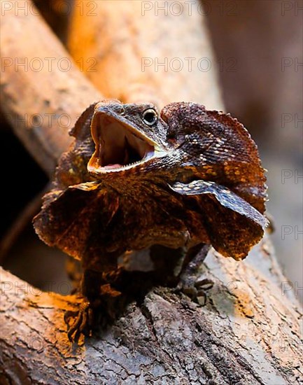 Collar lizard with upturned collar