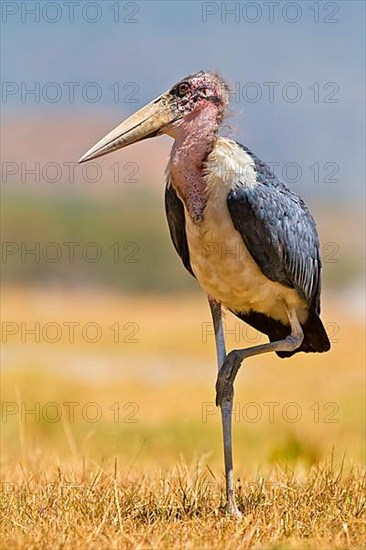 Marabou stork