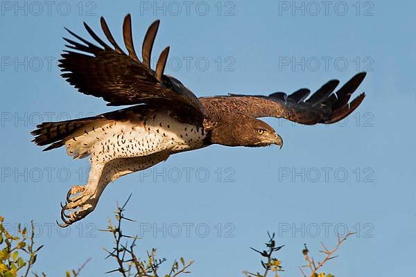 Martial Eagle