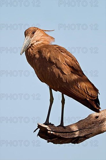 Hamerkop