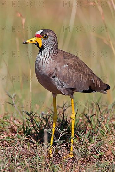 Rock Plover