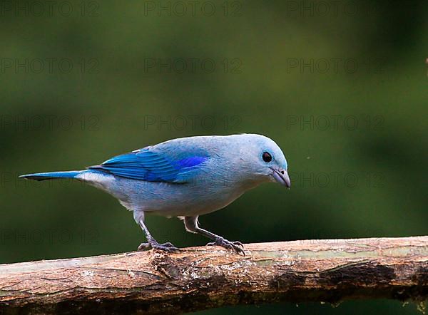 Bishop's Tanager