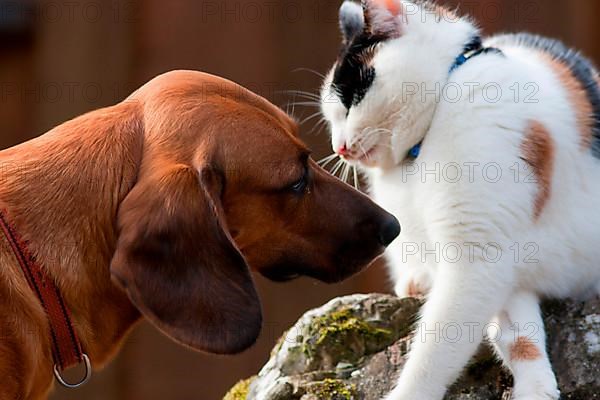 Tyrolean Bracke and domestic cat