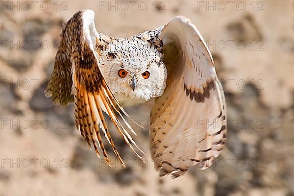 Siberian Eagle Owl