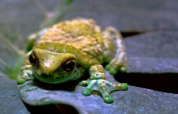 Tree Hollow Tree Frog