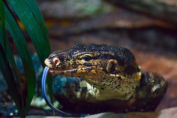 Common water guard