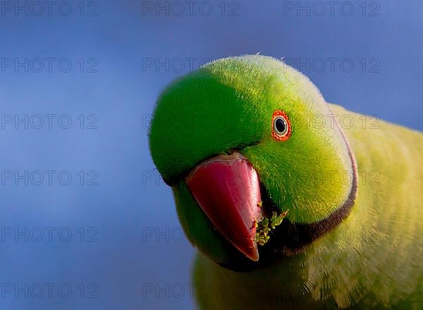 Rose-ringed Parakeet