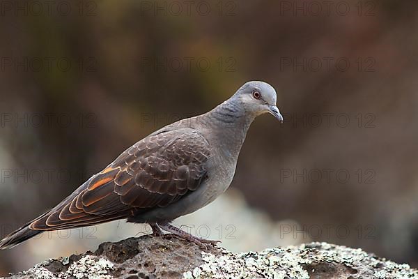 Mourning Turtle Dove