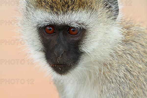 Southern green monkey