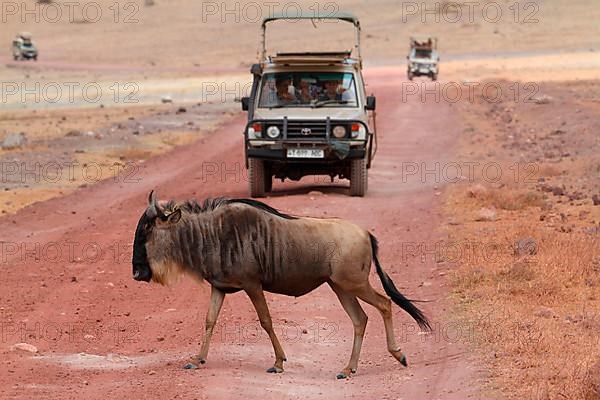 Blue wildebeest crossing road