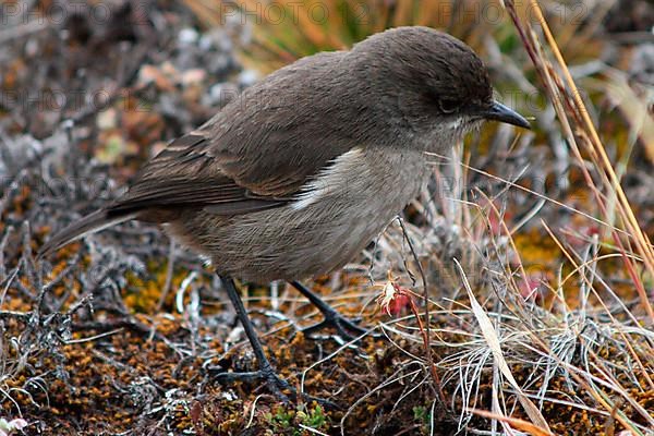 Alpine Wheatear