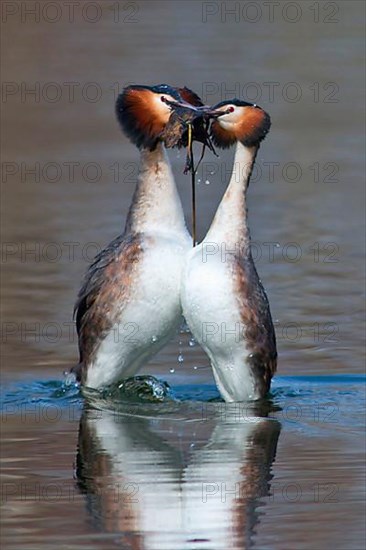 Great Crested Grebe