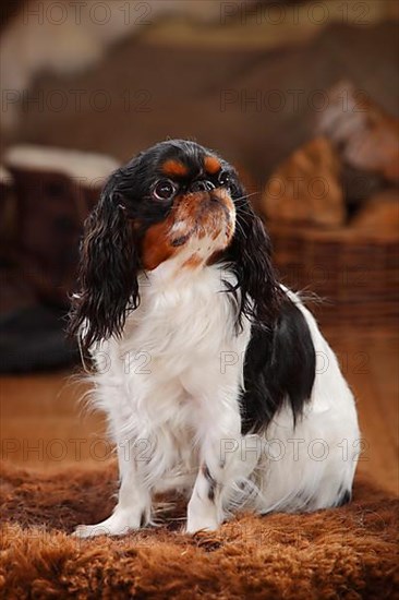 King Charles Spaniel